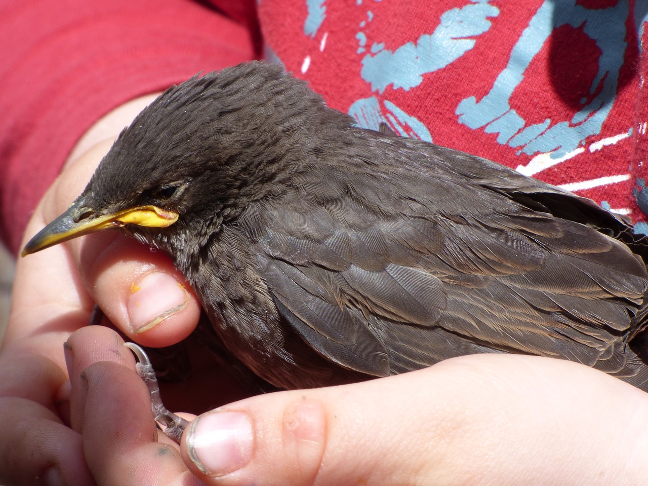 starling  sturnus vulgaris  estornell free photo