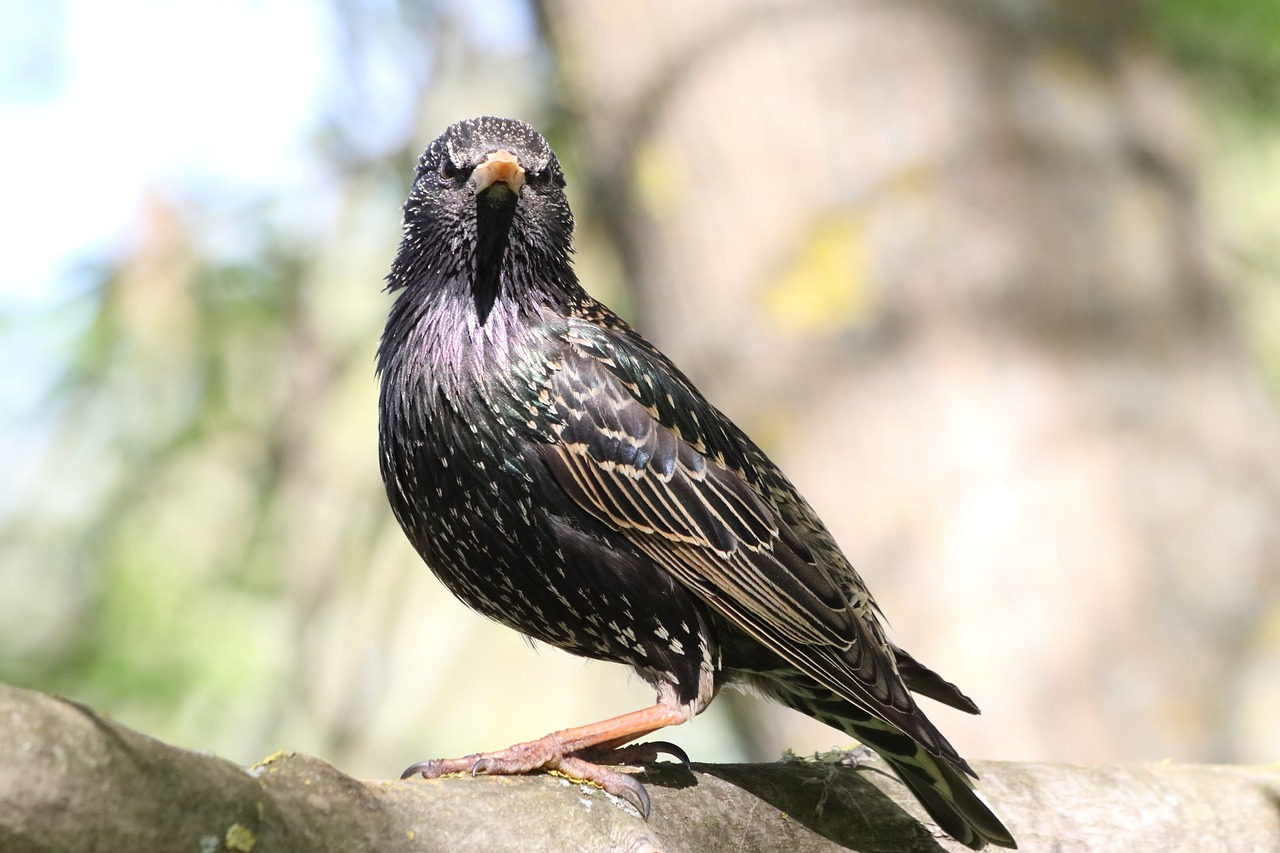 starling  spring  portrait free photo