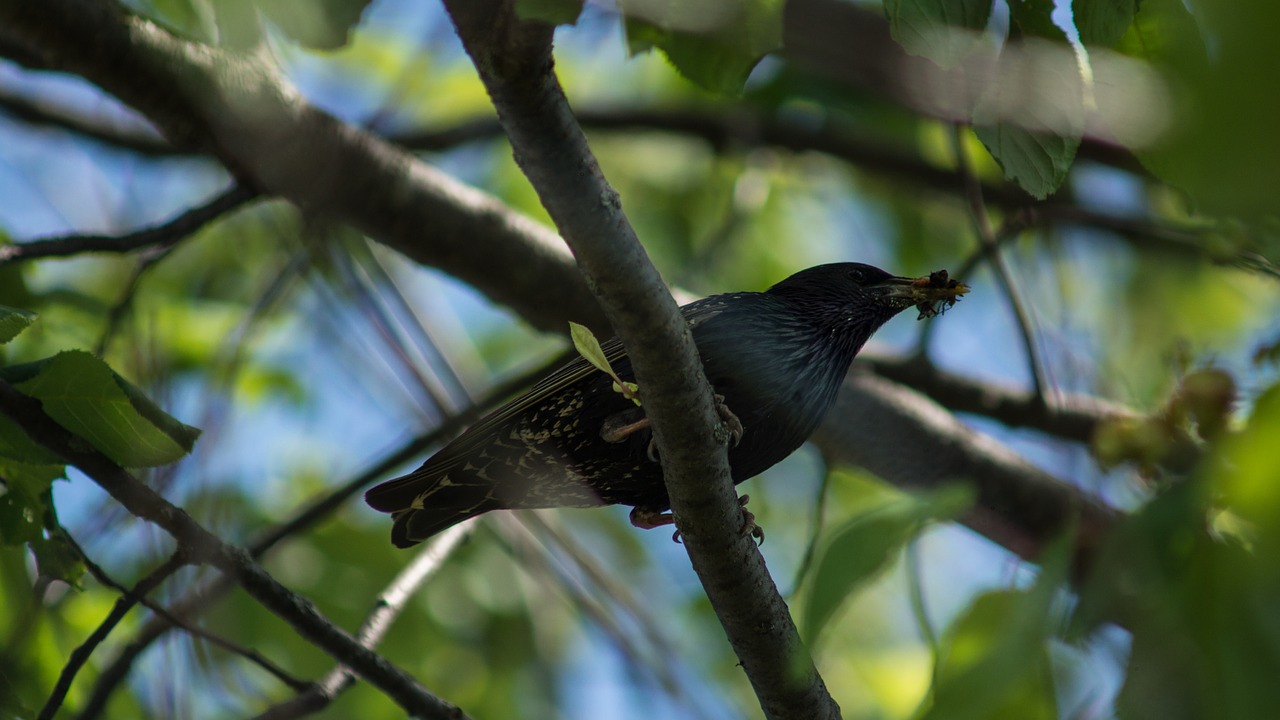 starling branch insect free photo