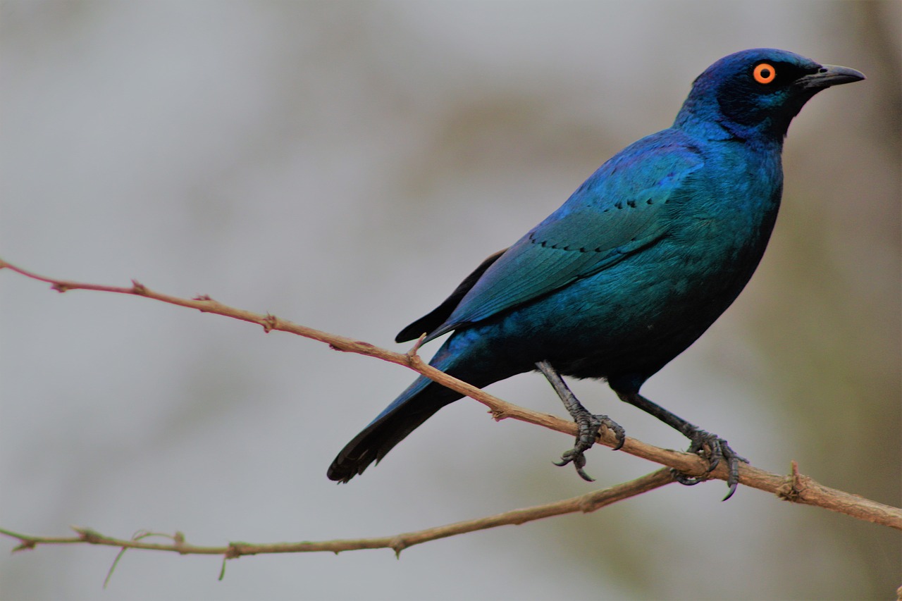 starling  bird  colorful free photo