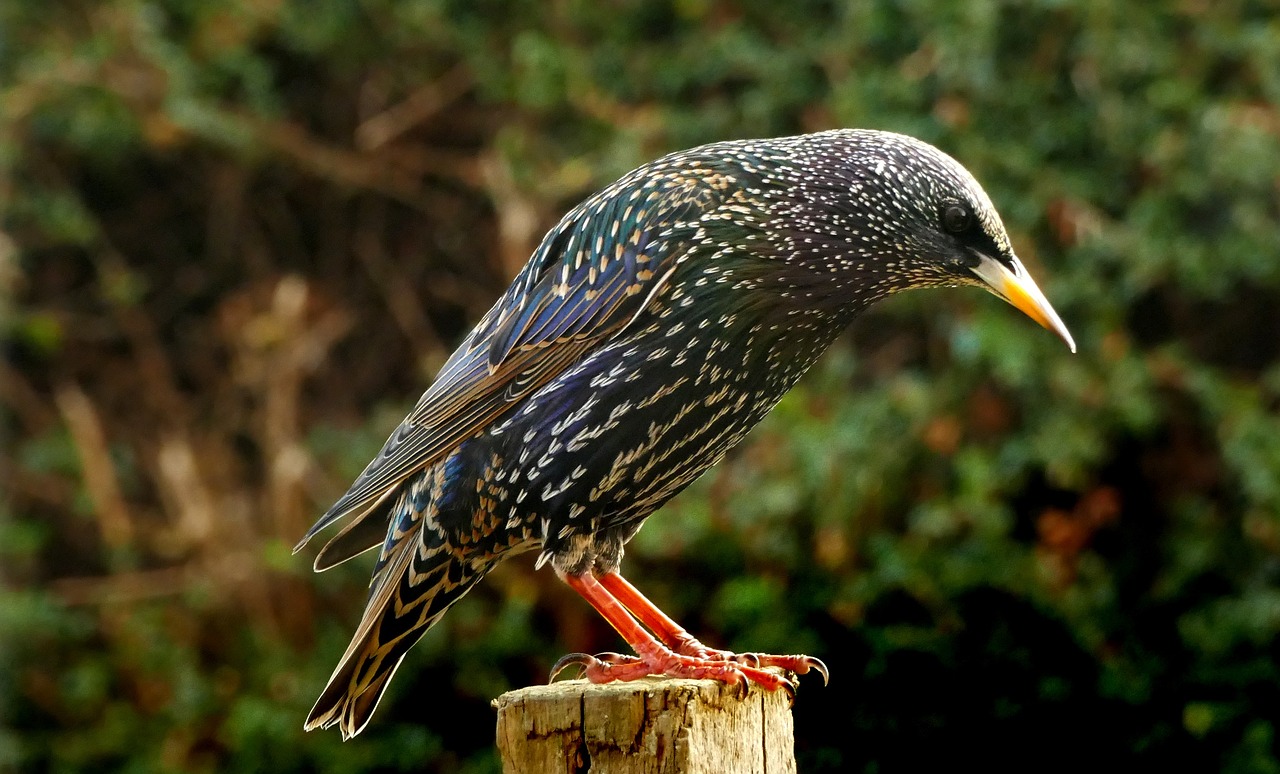 starling  bird  feather free photo