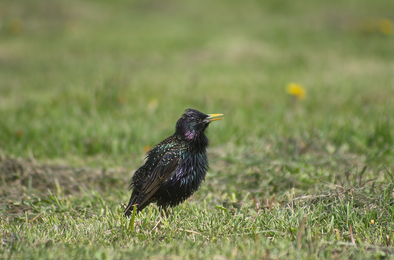 starling  bird  nature free photo