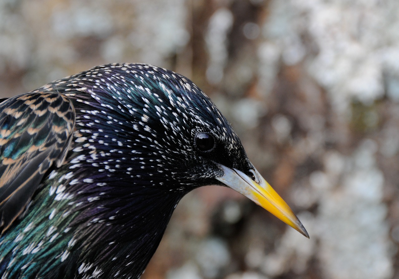 starling  bird  nature free photo