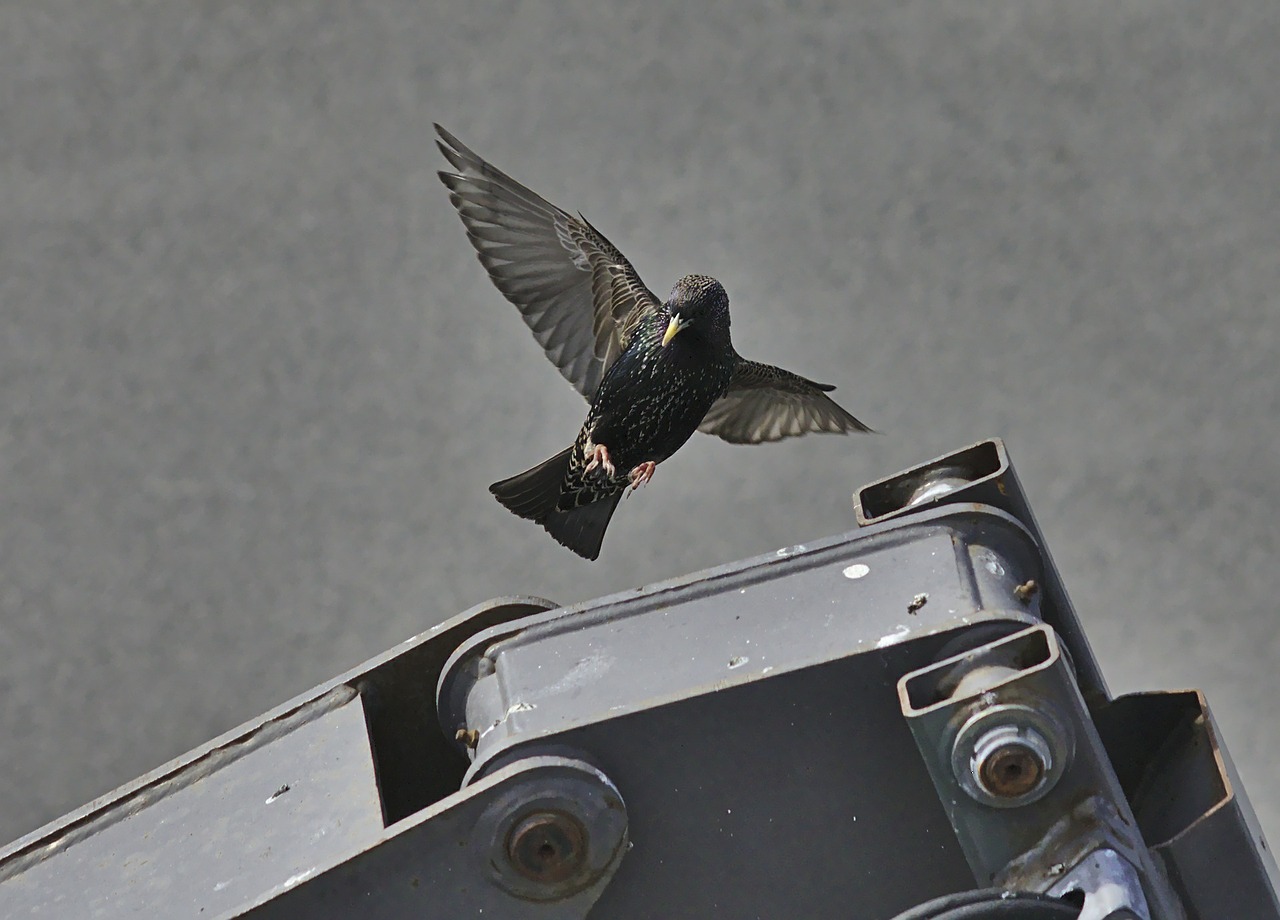 starling bird common free photo