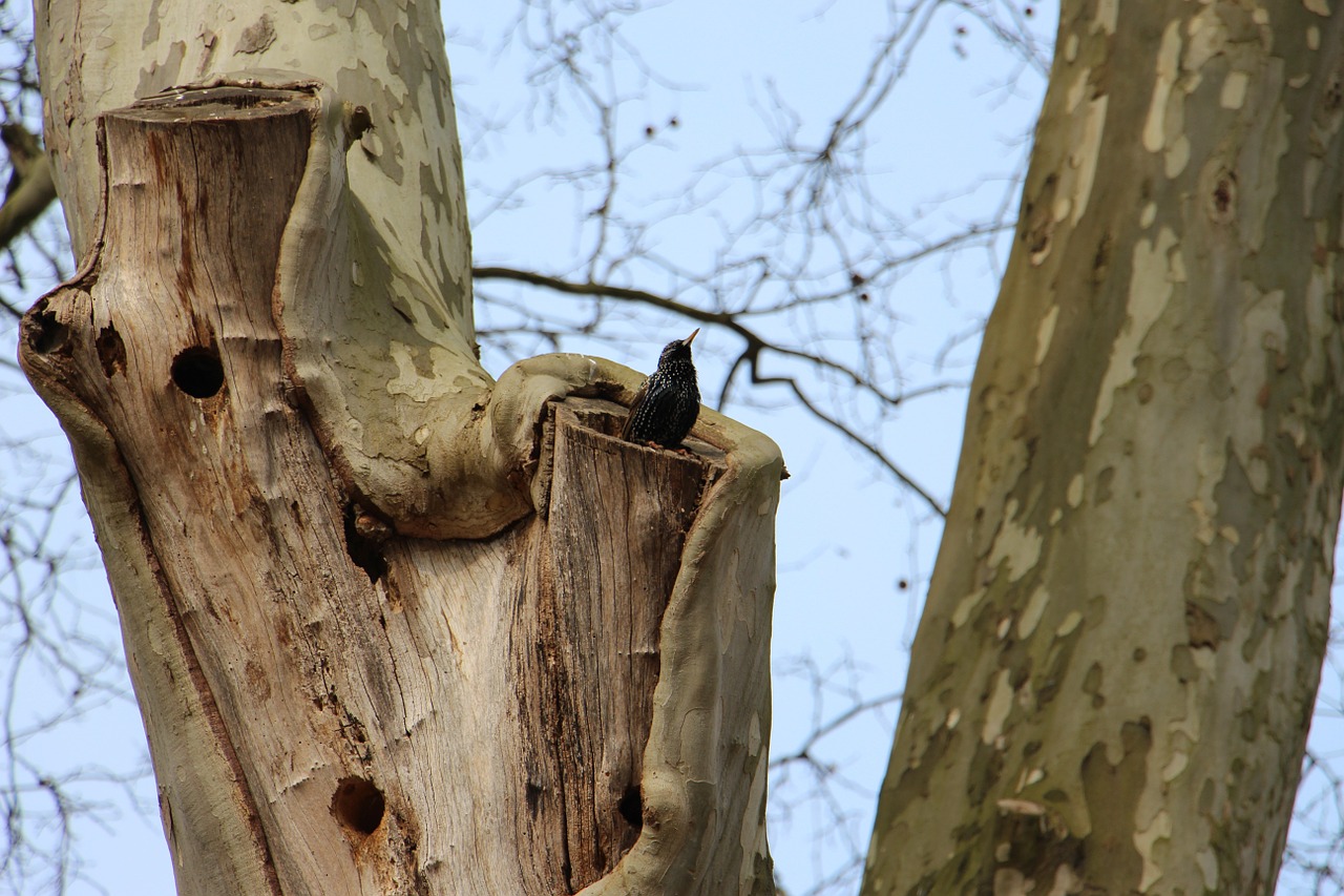 starling tree nature free photo