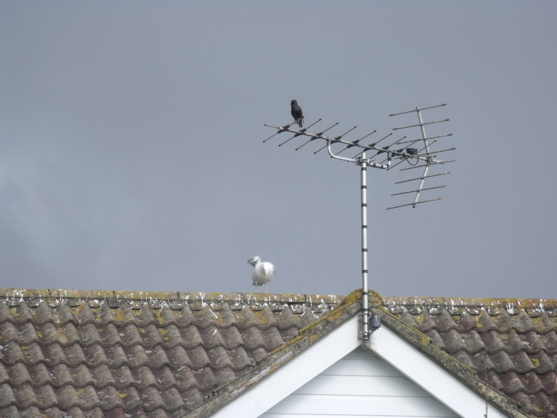 starling sea gull birds free photo