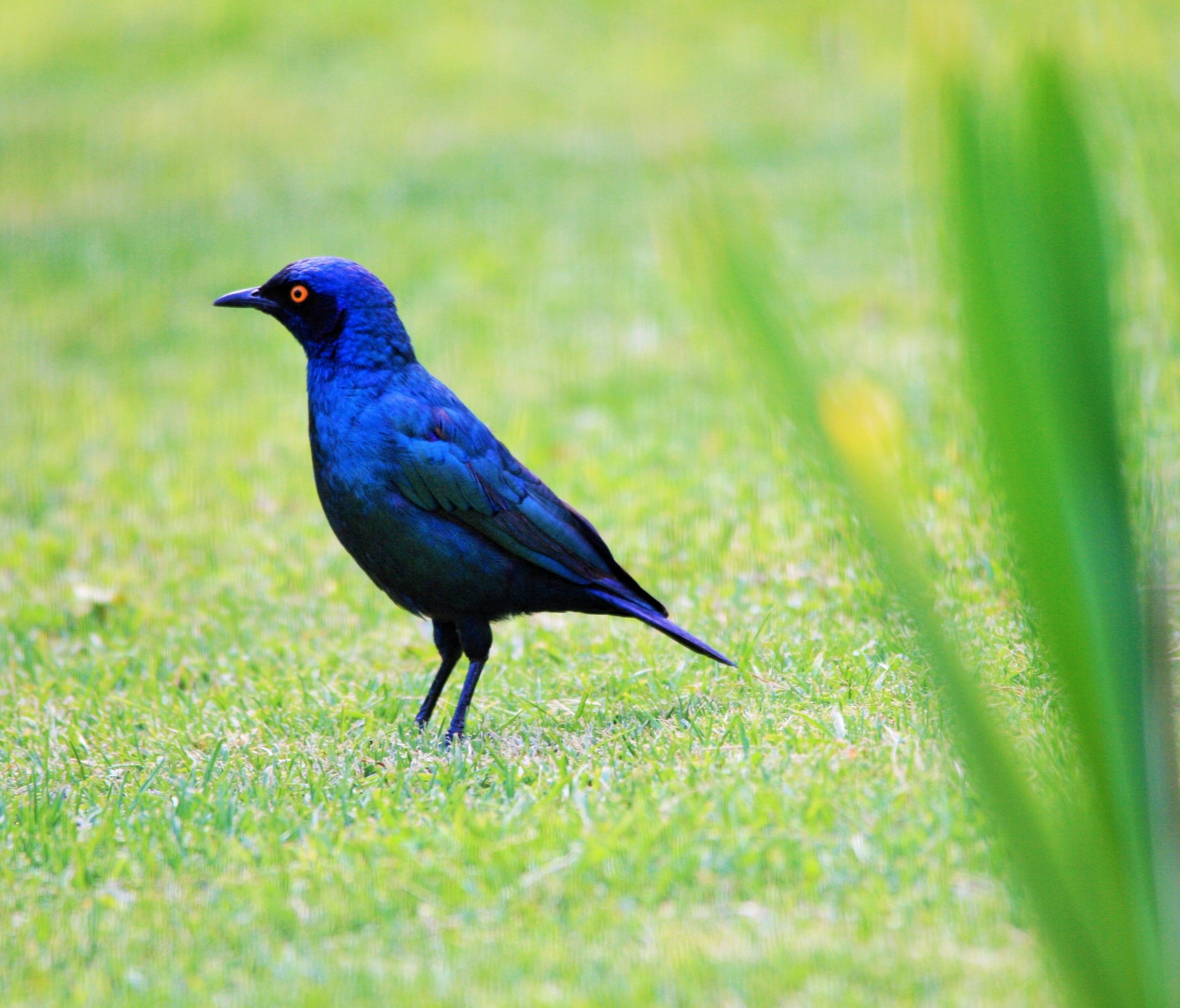 bird starling black free photo