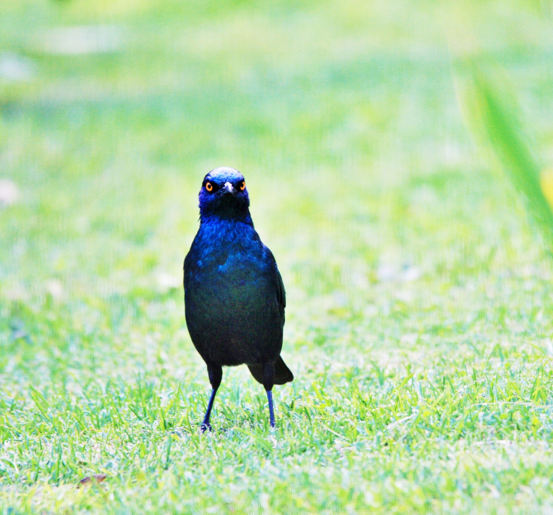bird starling black free photo