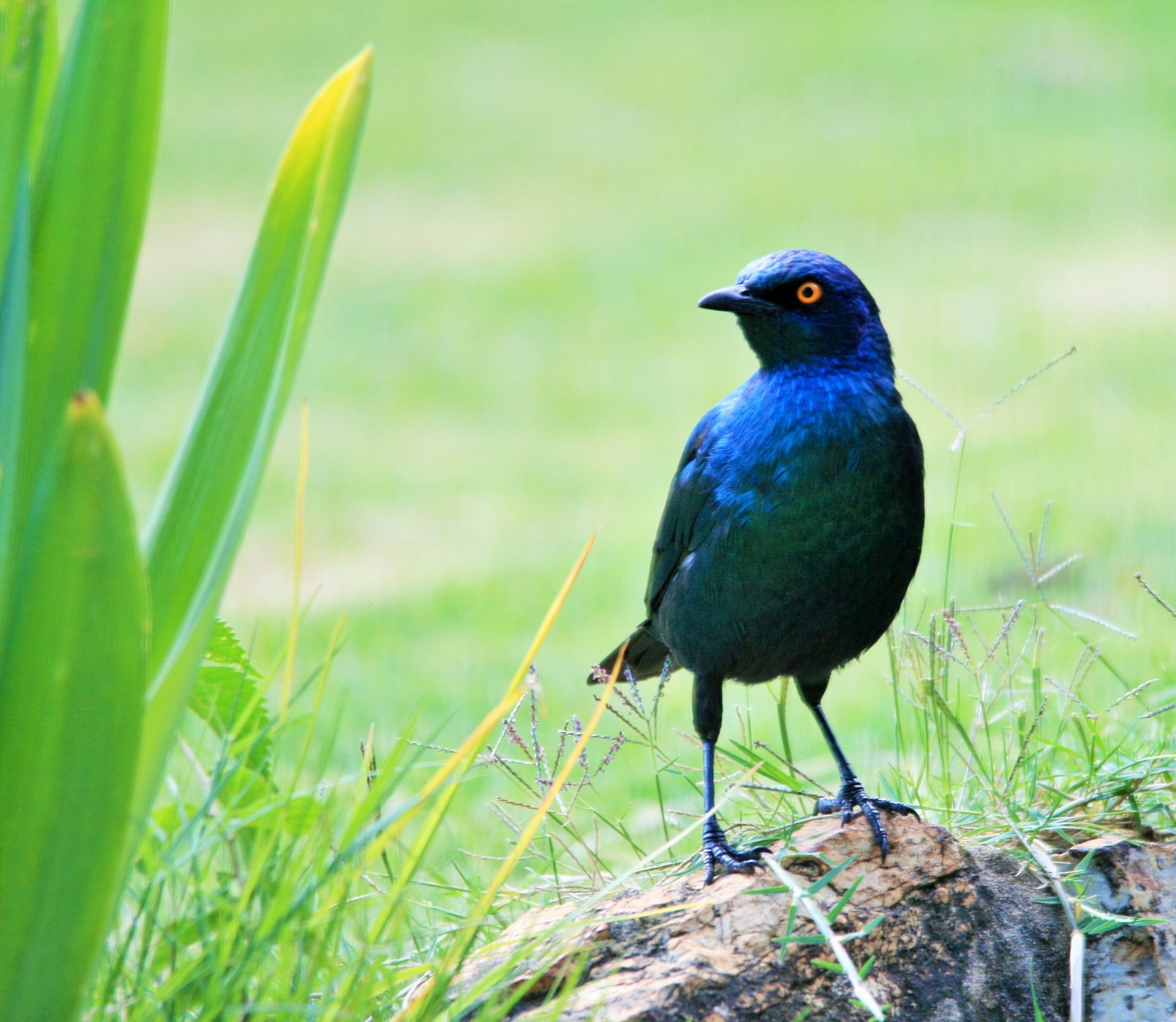 bird starling black free photo