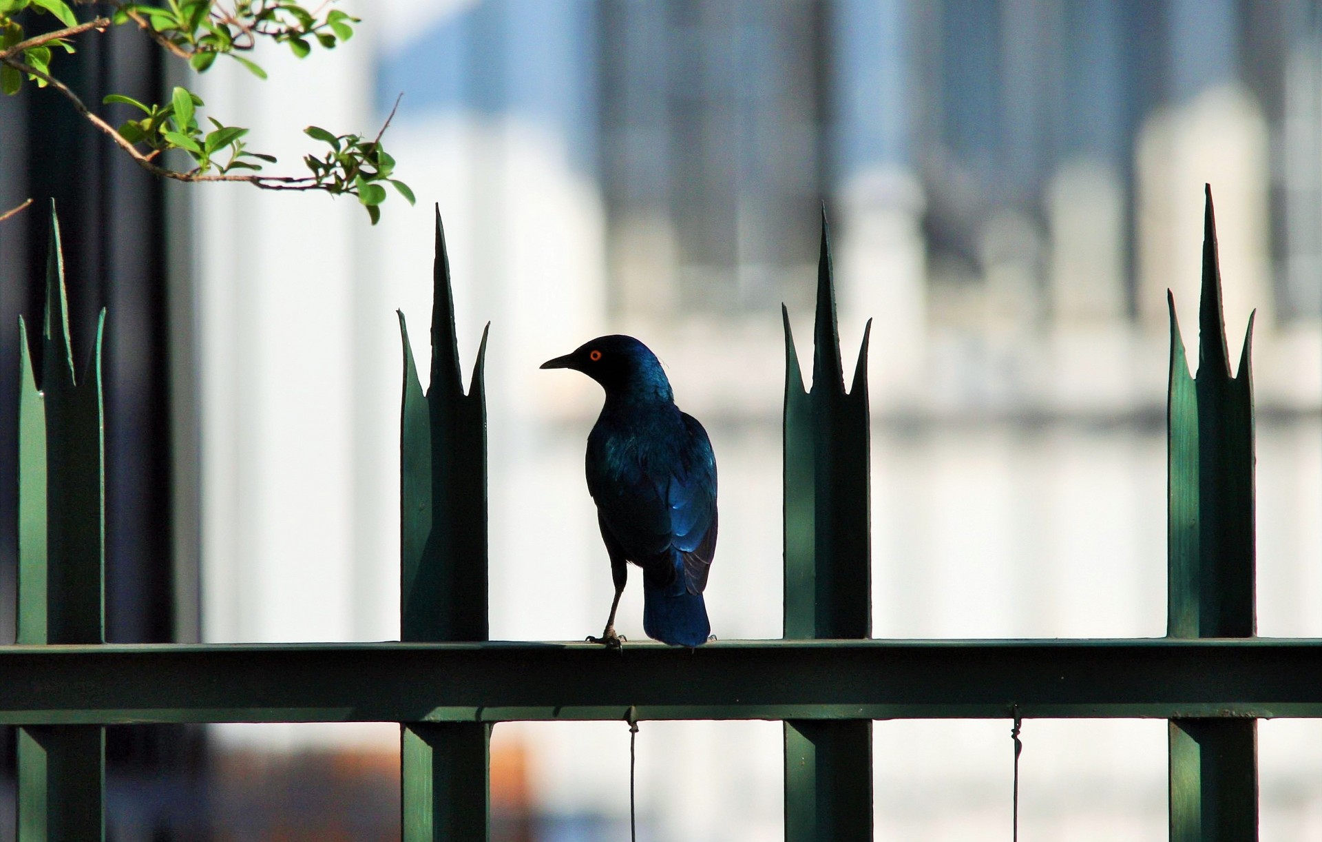 bird starling iridescent free photo