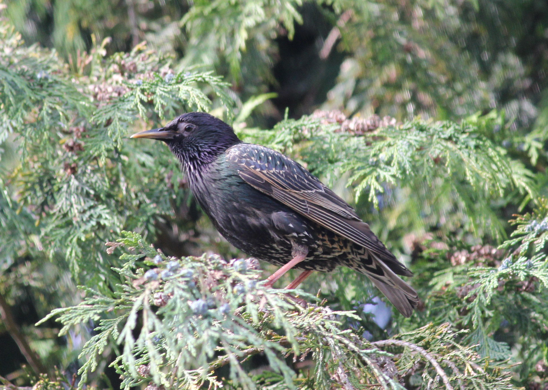 starling tree bird free photo