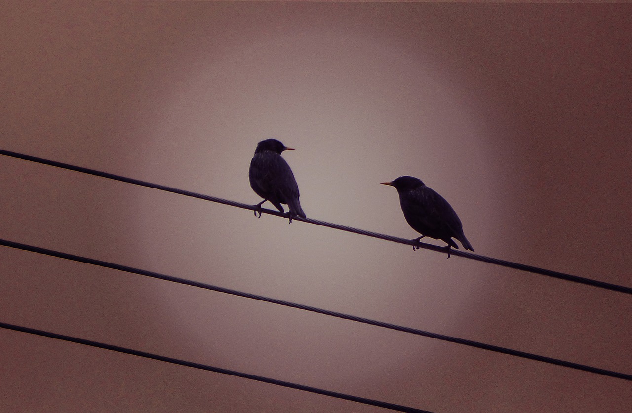 starlings cables sunset free photo