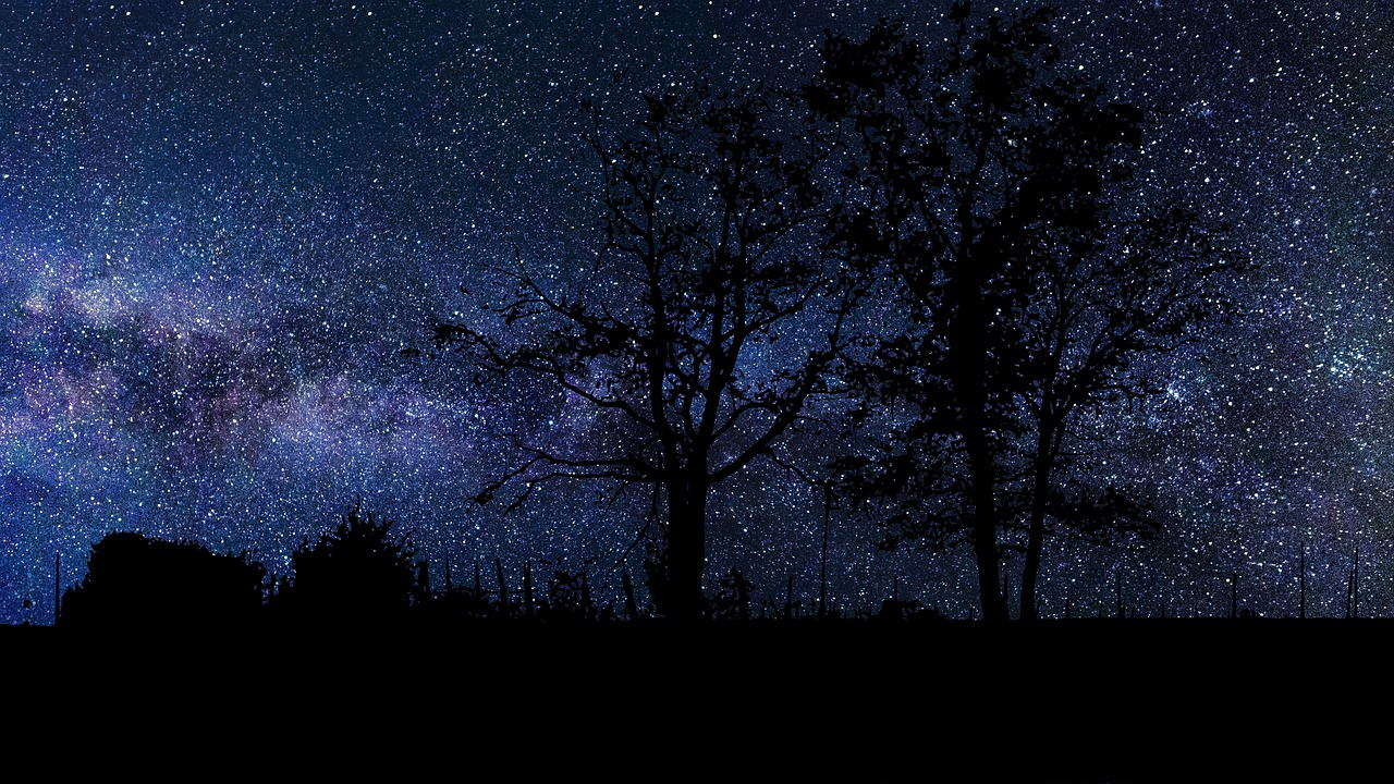 starry sky  nature  trees free photo