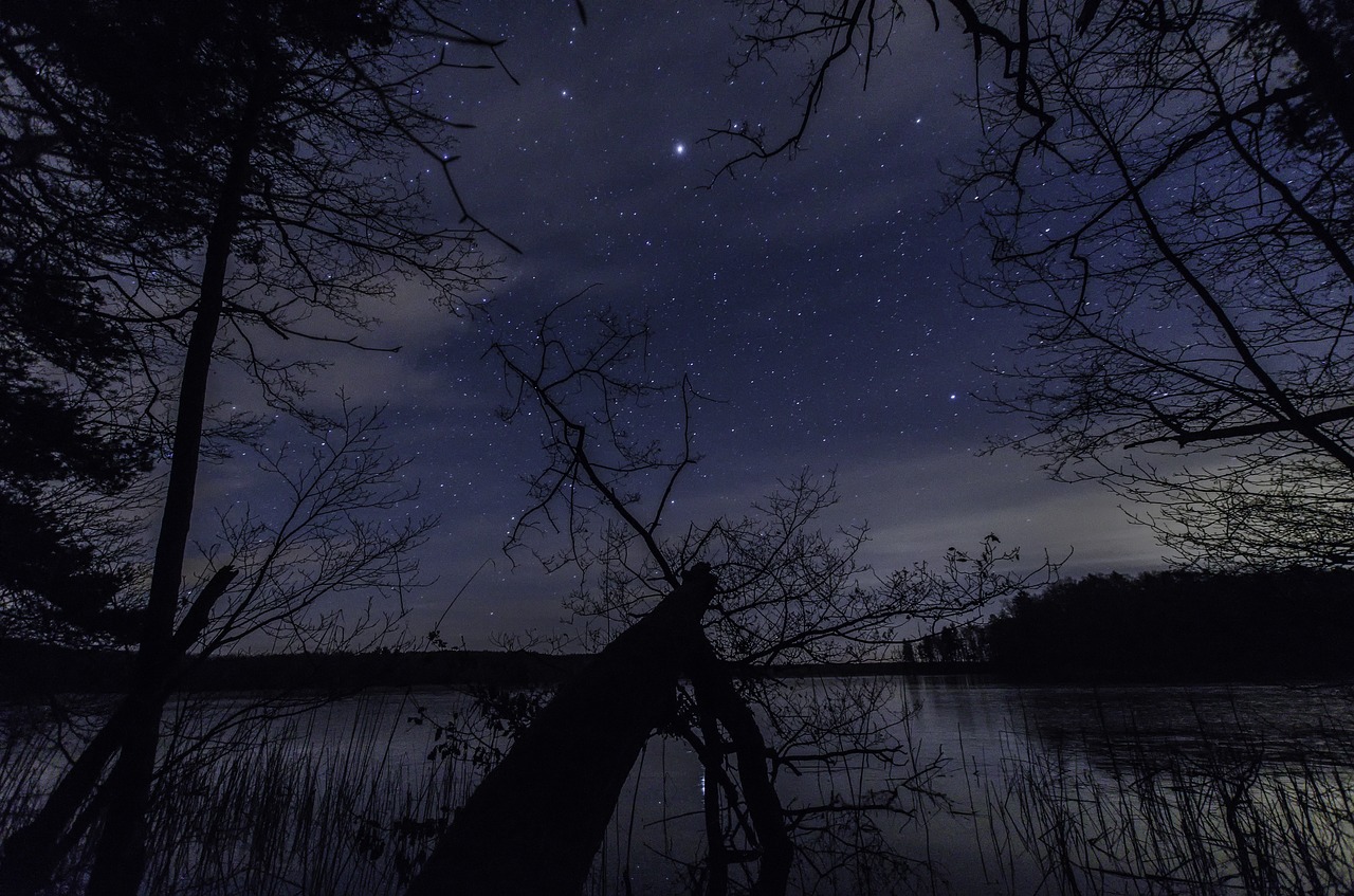 stars  night  tree free photo