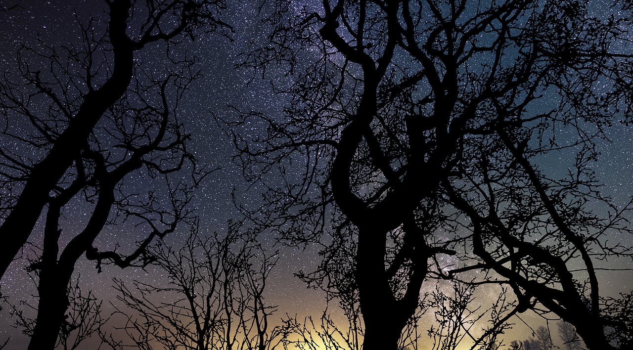 stars  tree  universe free photo