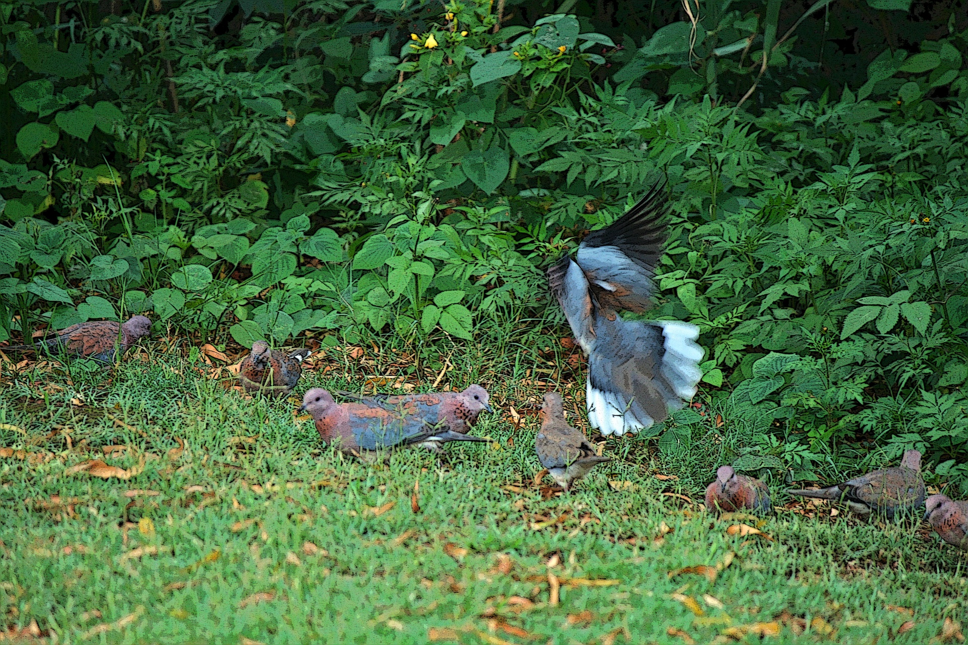 garden doves foraging free photo