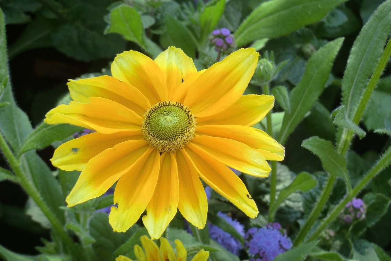 state garden show  castle  yellow free photo