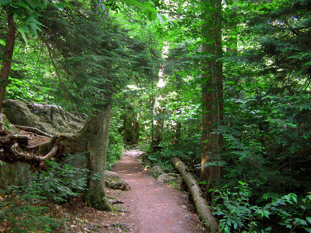 state park woods pennsylvania free photo