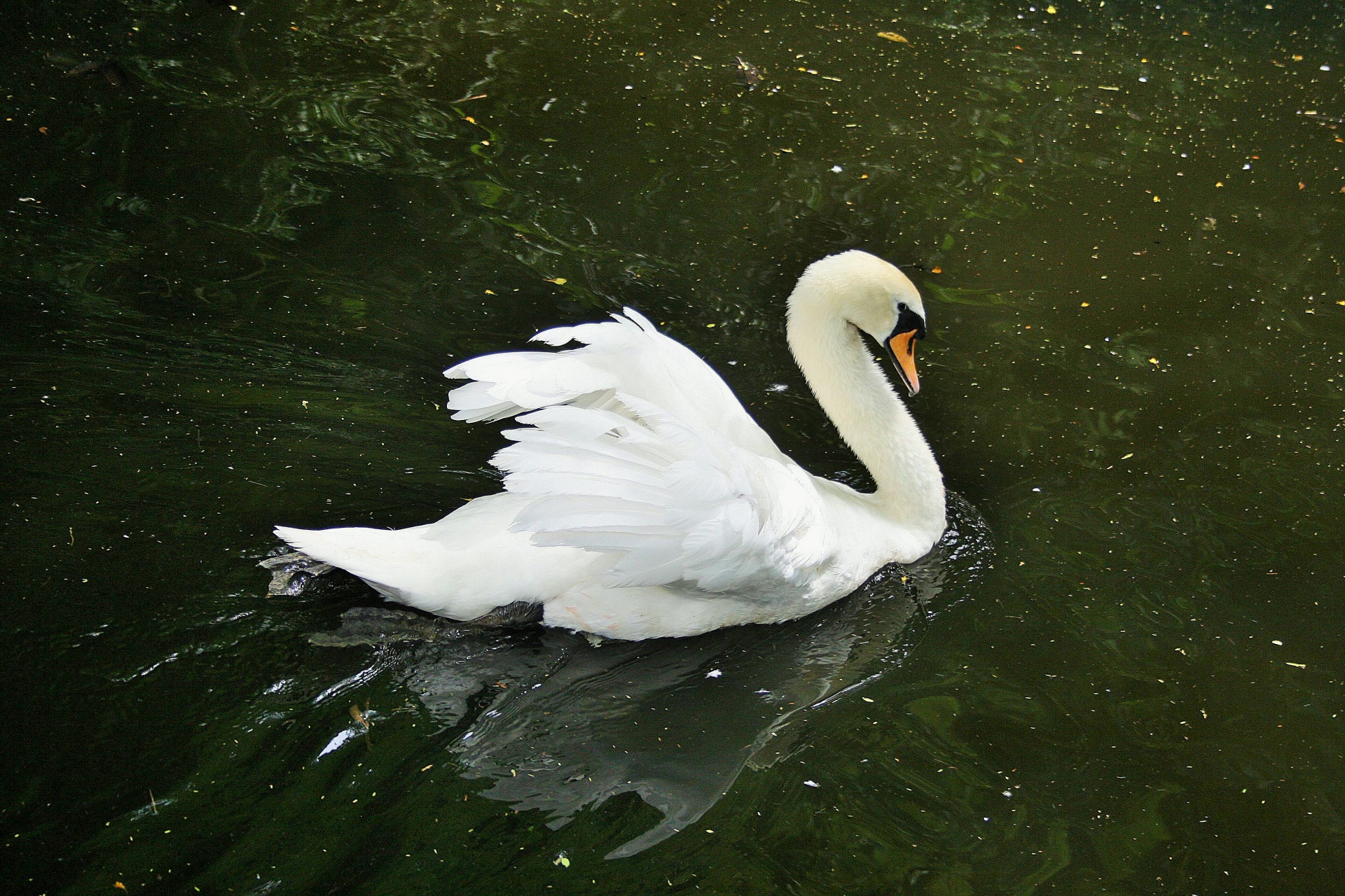 bird swan feathers free photo