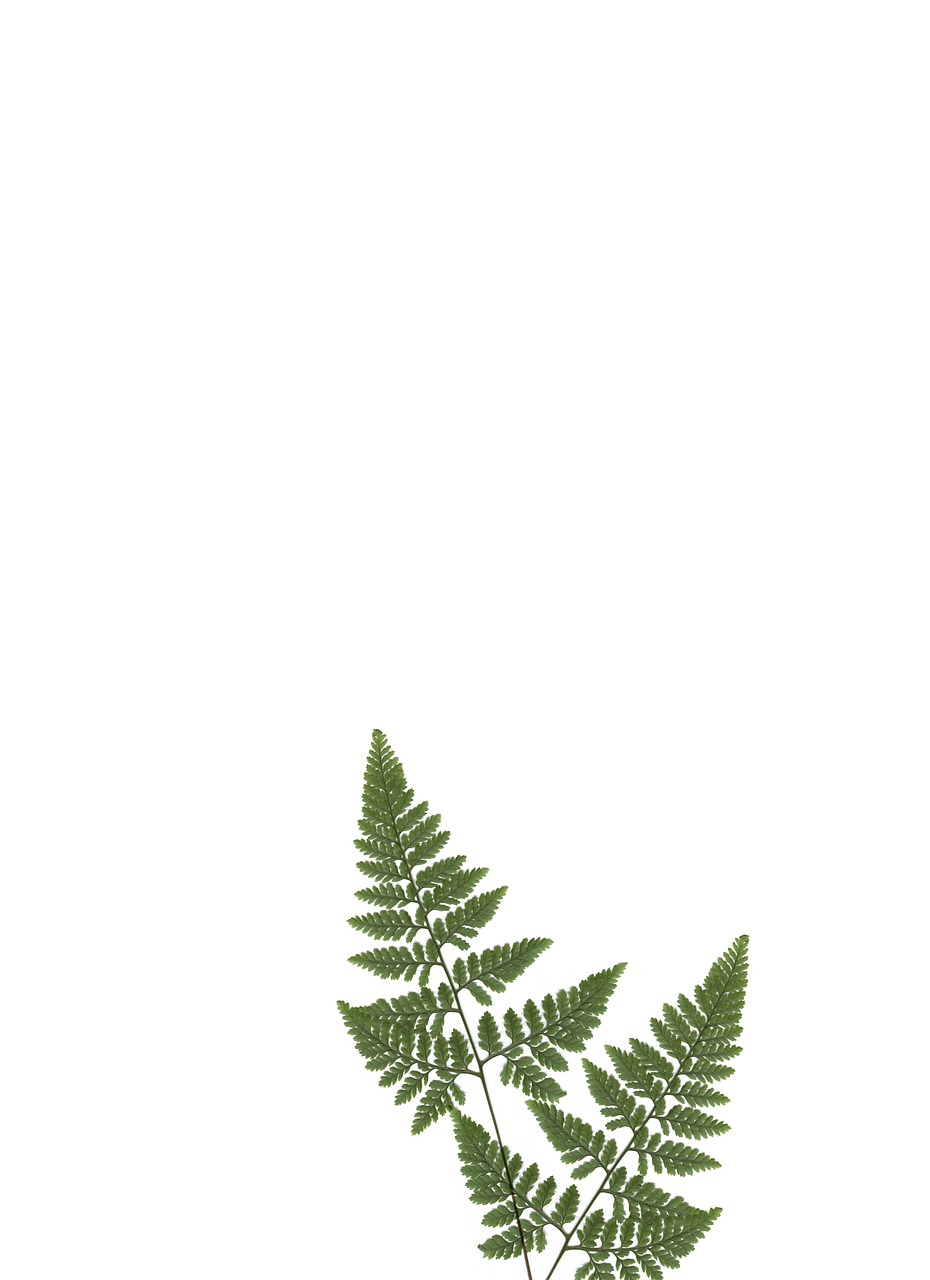 stationery paper fern free photo