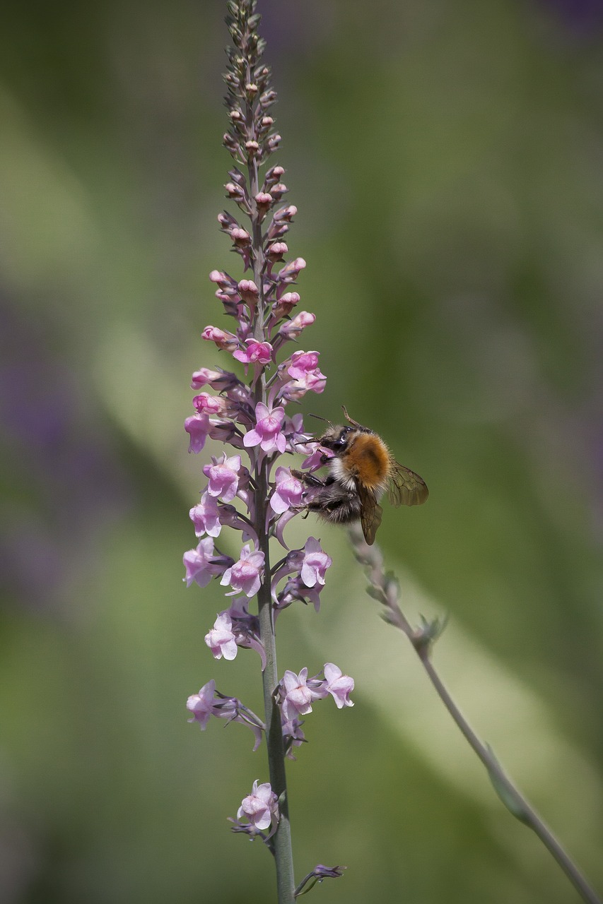 staudenlein  hummel  bumble bee free photo