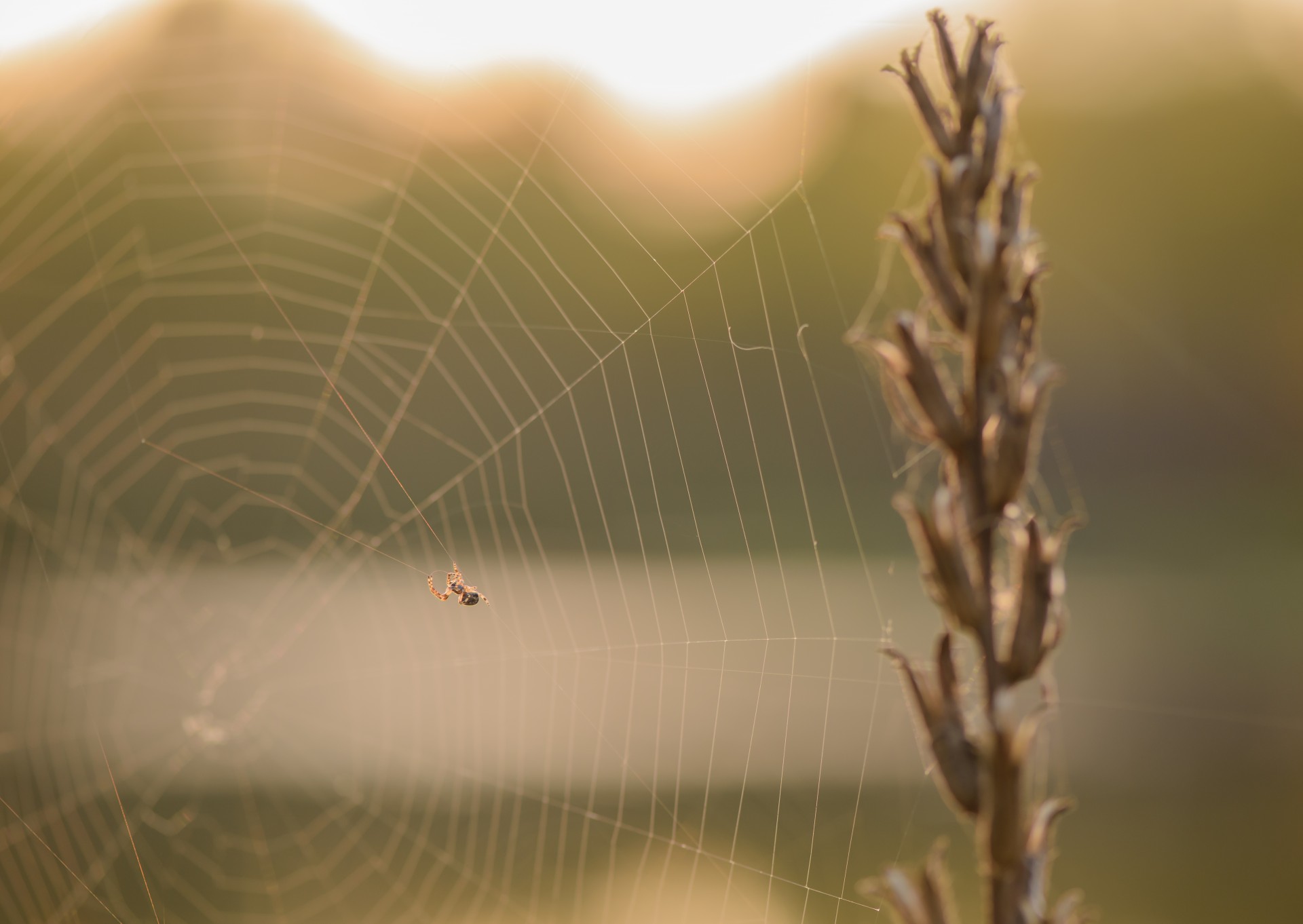 spider web nature free photo