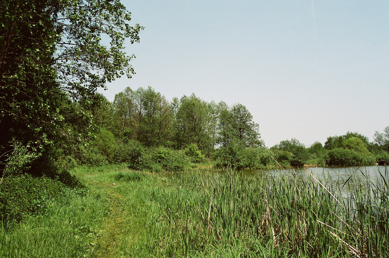 pond water trees free photo