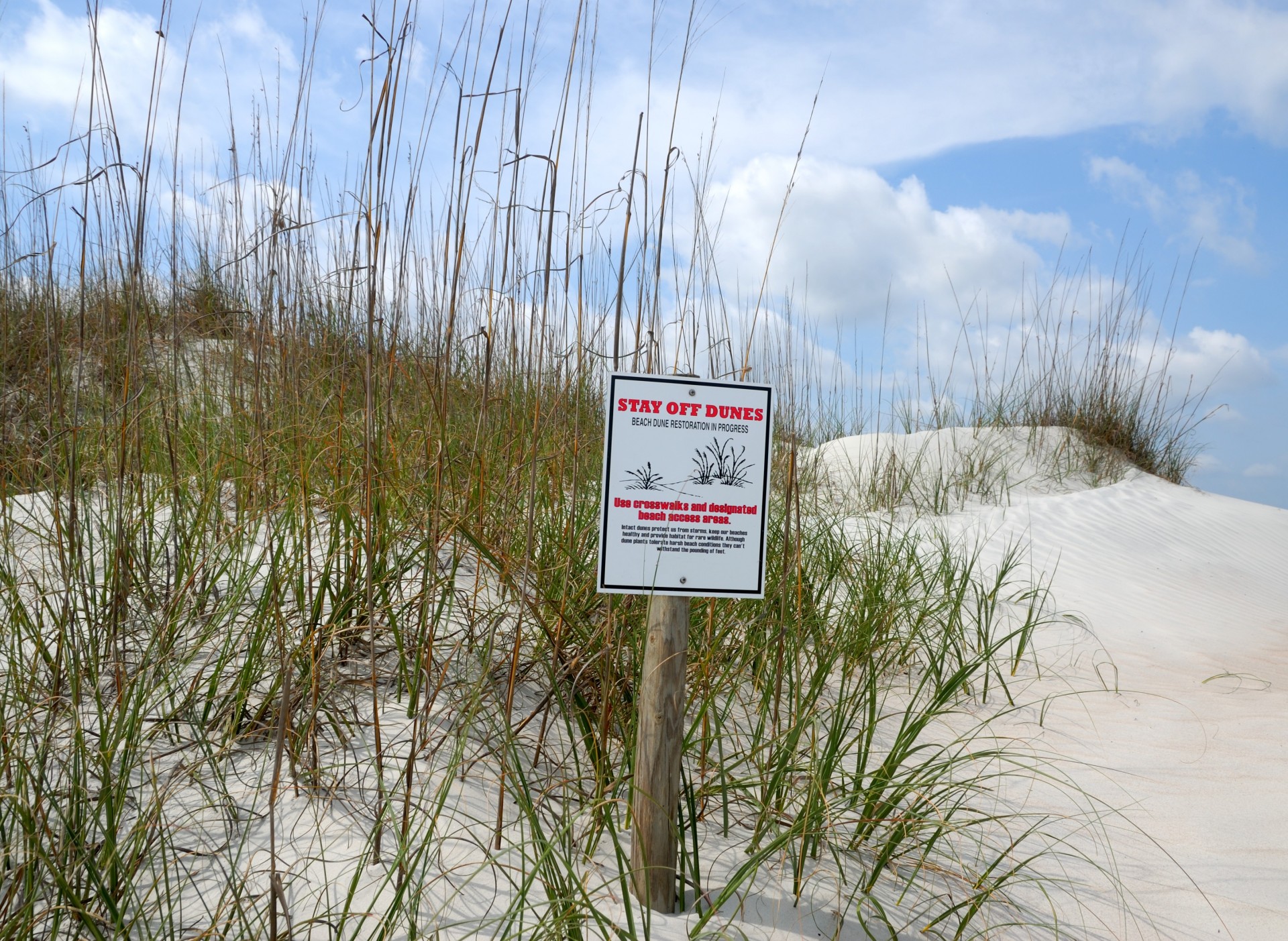 sand dunes beach free photo