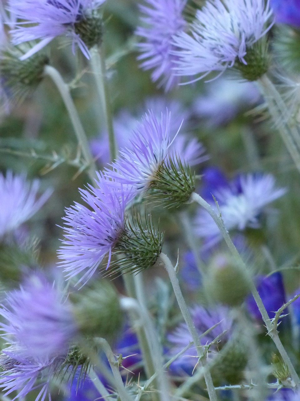 steal-thistle thistle blossom free photo