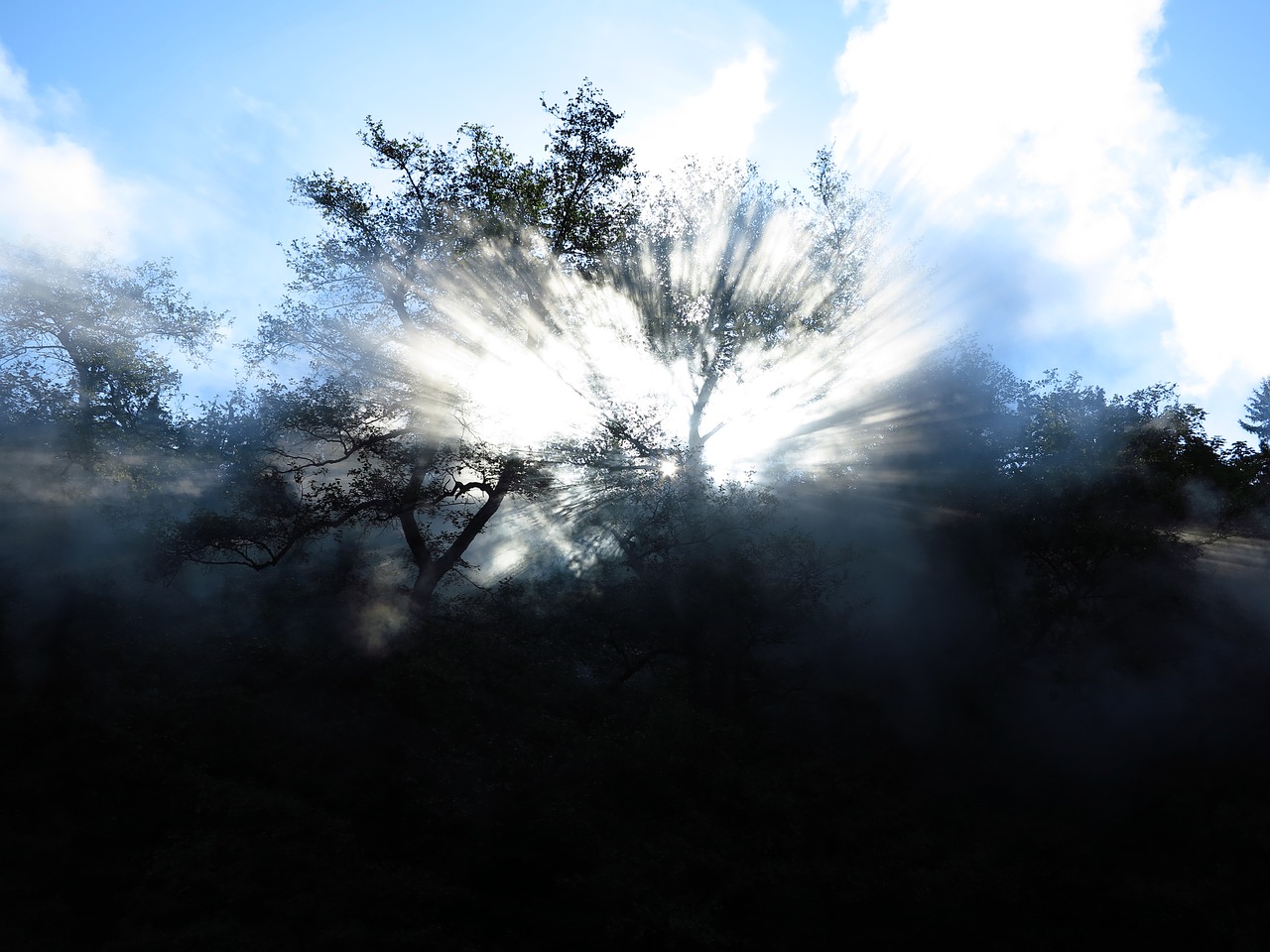 steam loco tree free photo