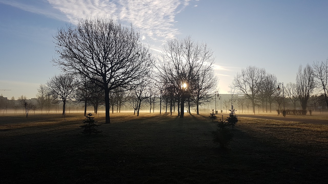 steam fog trees free photo