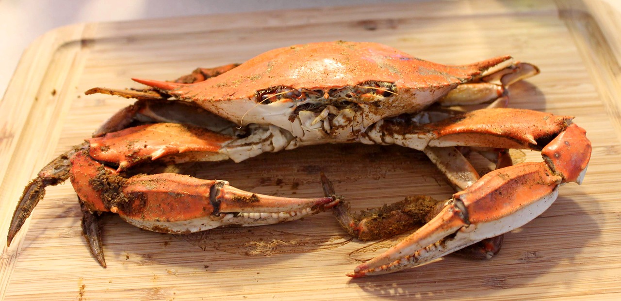 steamed  maryland  blue crab free photo