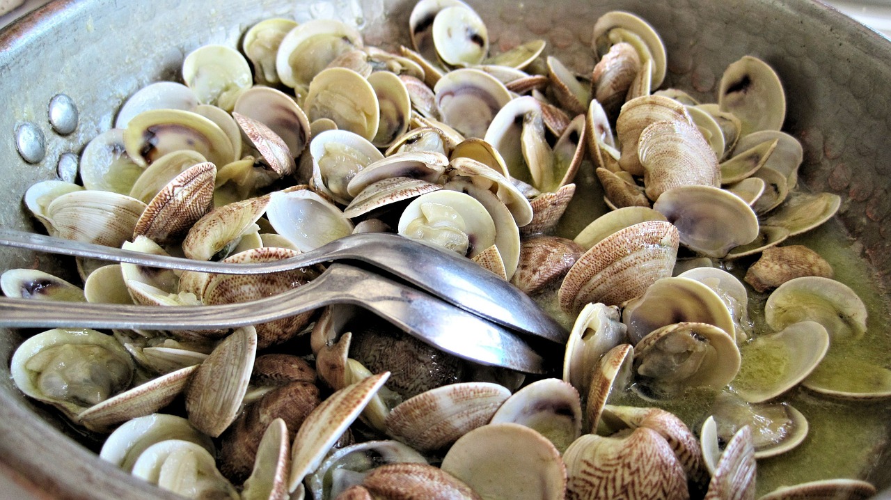 steamed clams fresh fish free photo