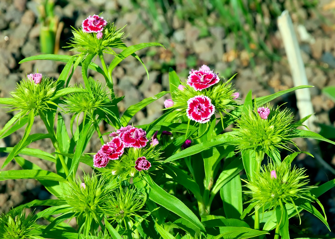 stechnelke  flower  carnation free photo