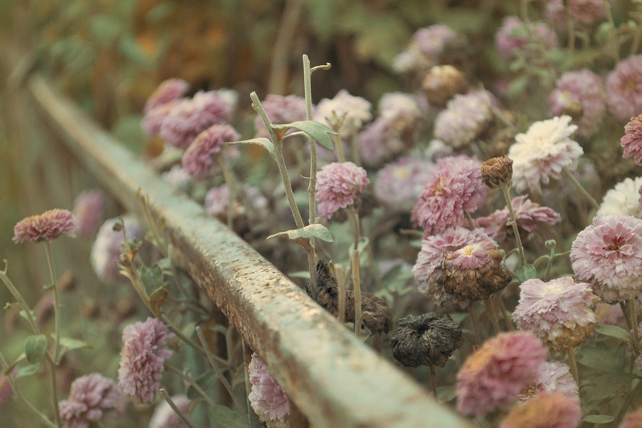 steel plant flower free photo