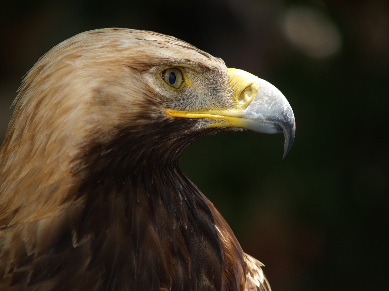 steenarend  animals  bird free photo