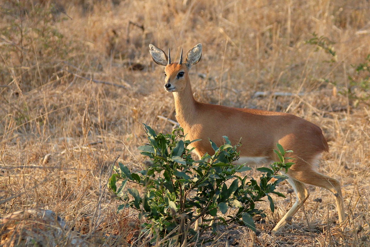 steenbok kruger deer free photo