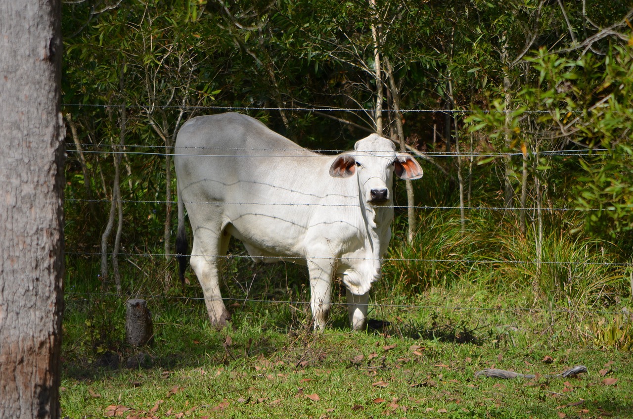 steer cattle cow free photo