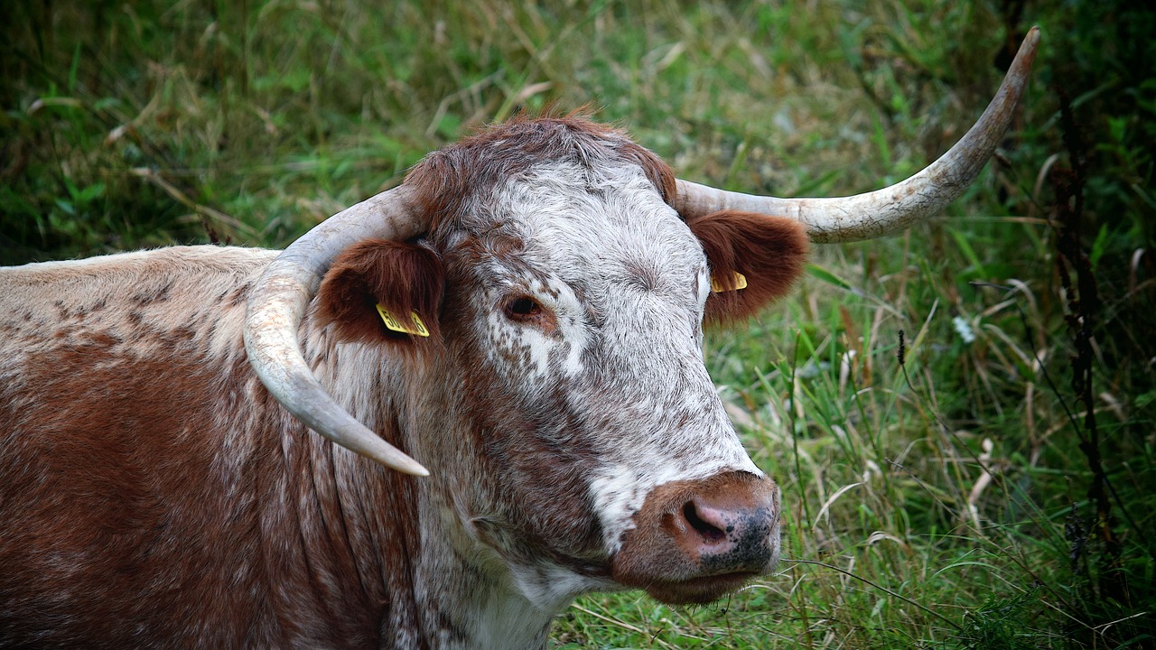 steer  bull  cow free photo