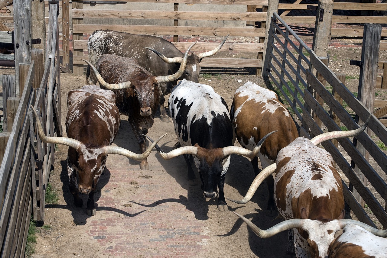 steers cattle drive pens free photo