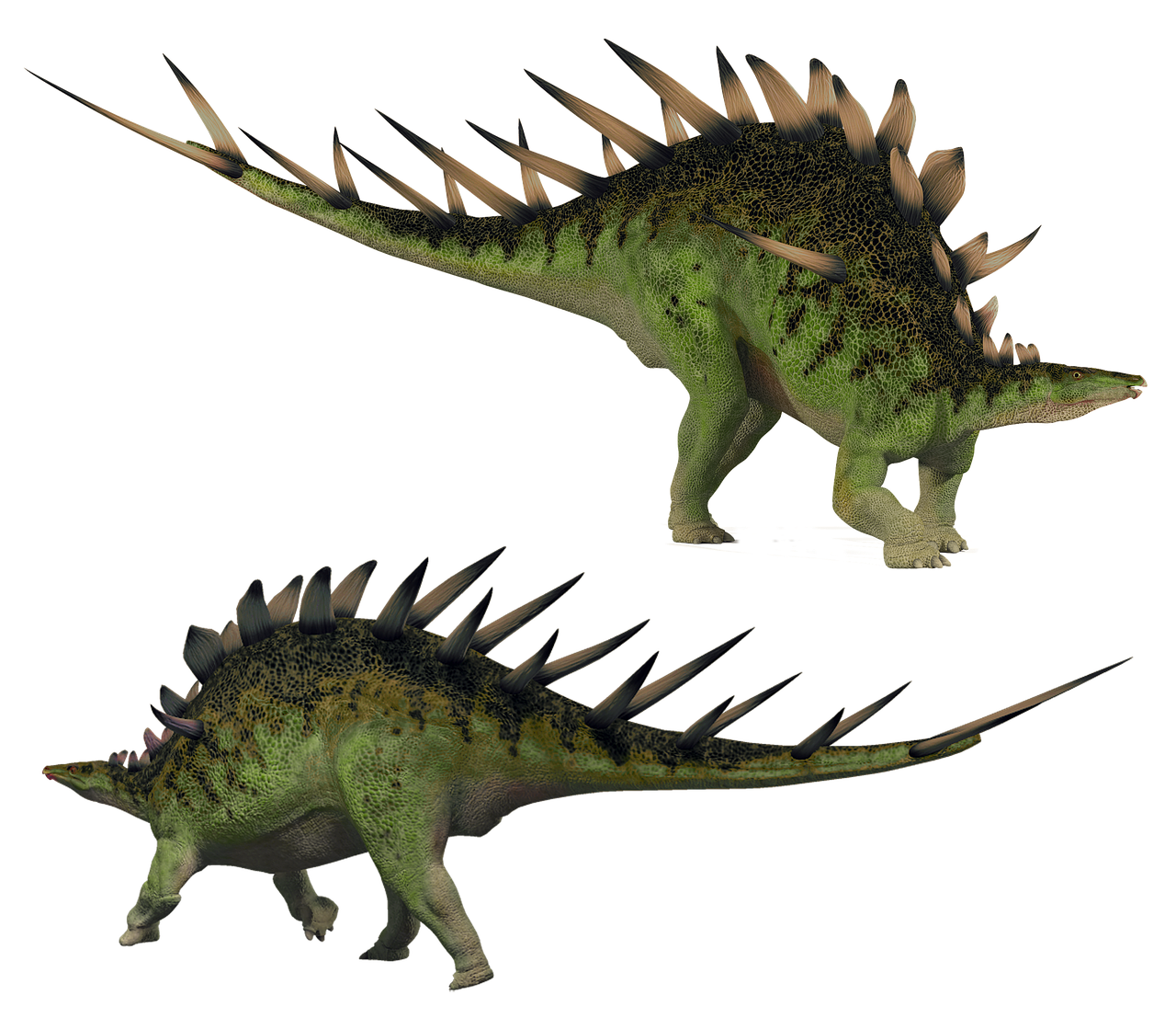 stegosaurus  kentrosaurus  stegosaur free photo
