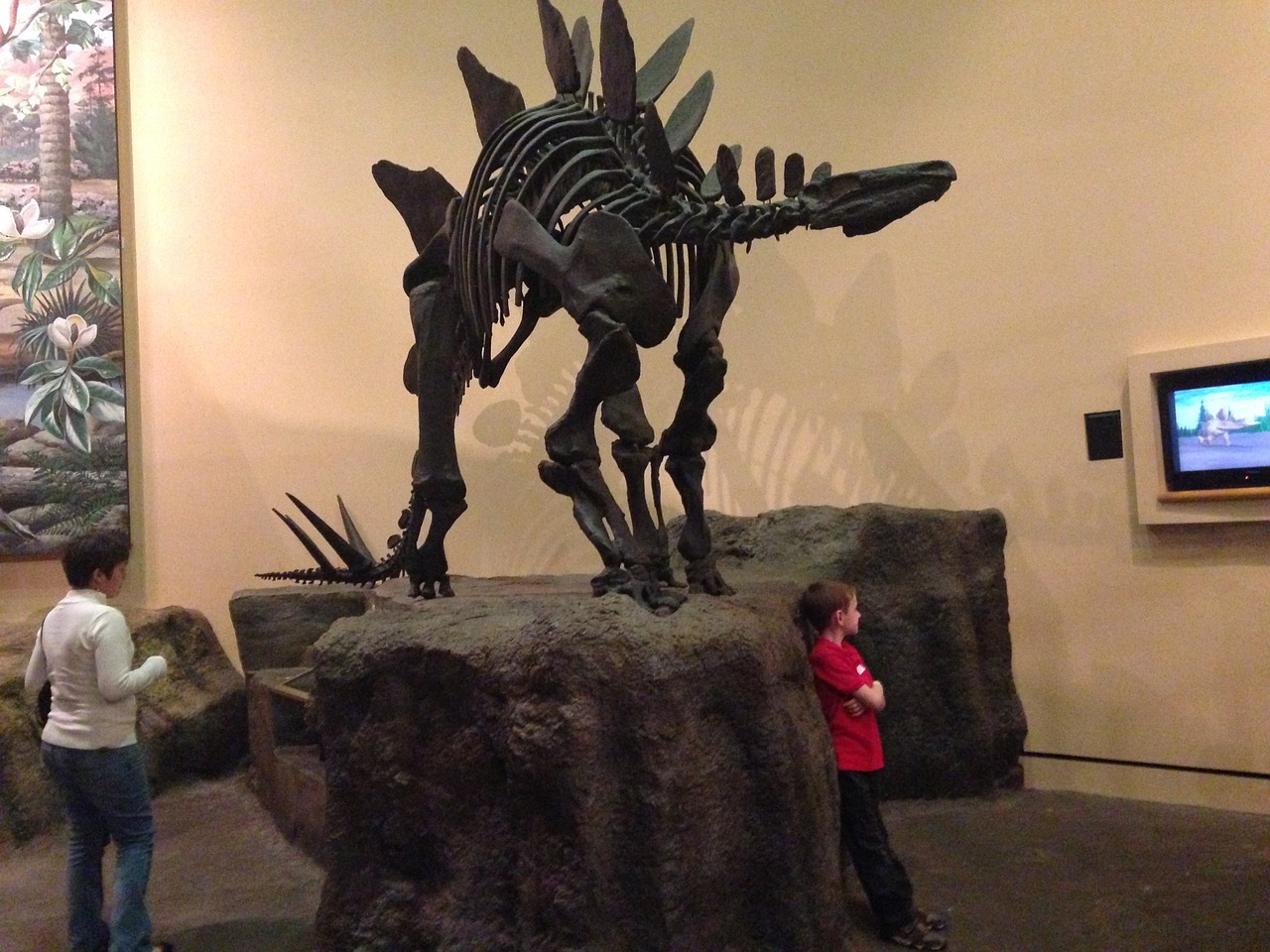 stegosaurus museum skeleton free photo