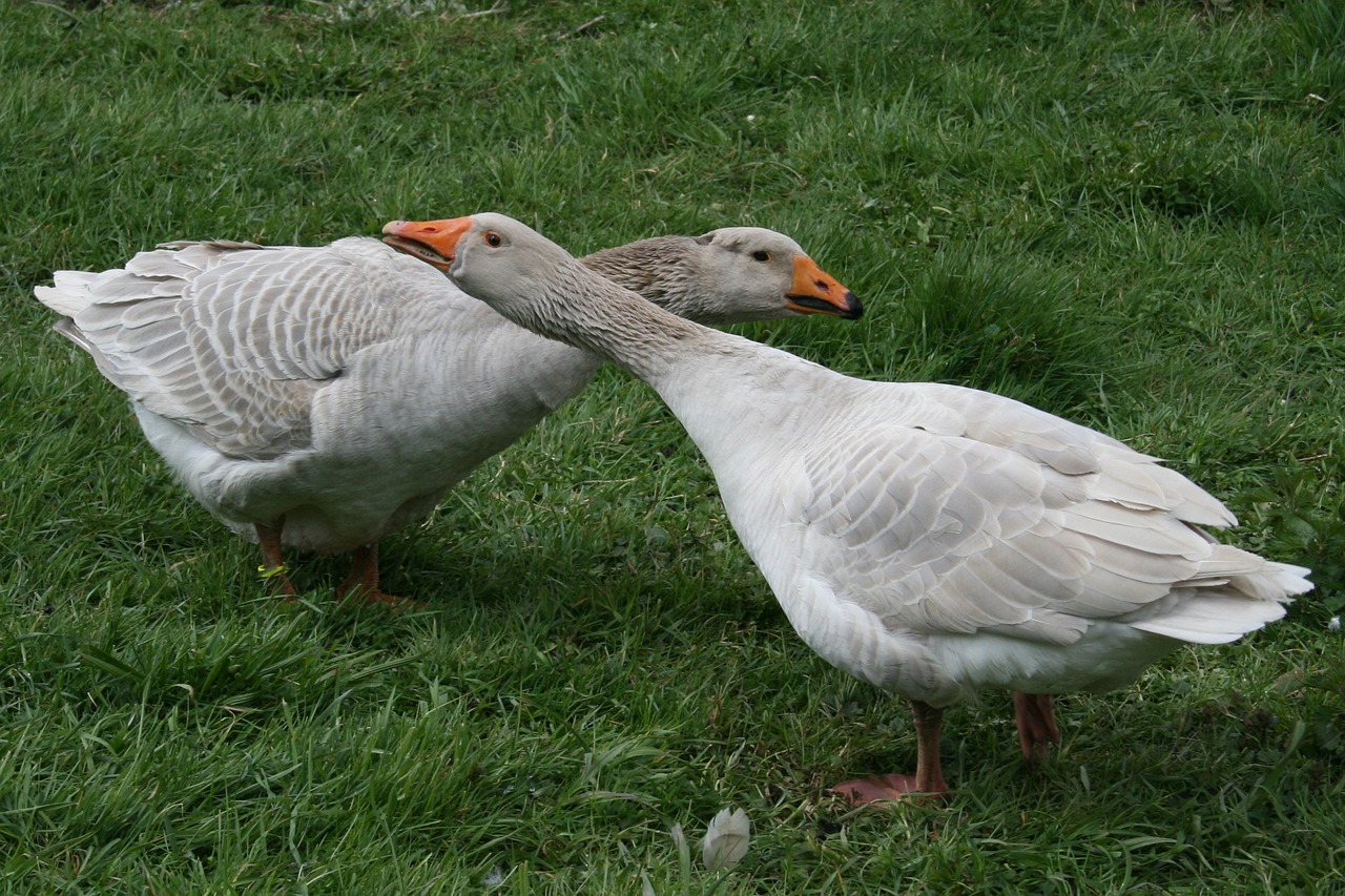 steinbacher fighting goose geese animals free photo