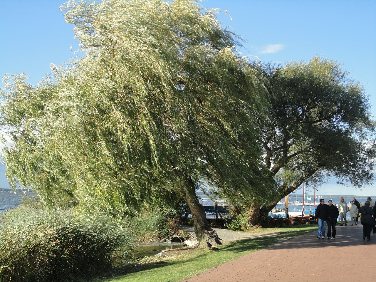 steinhuder sea tree weeping willow free photo