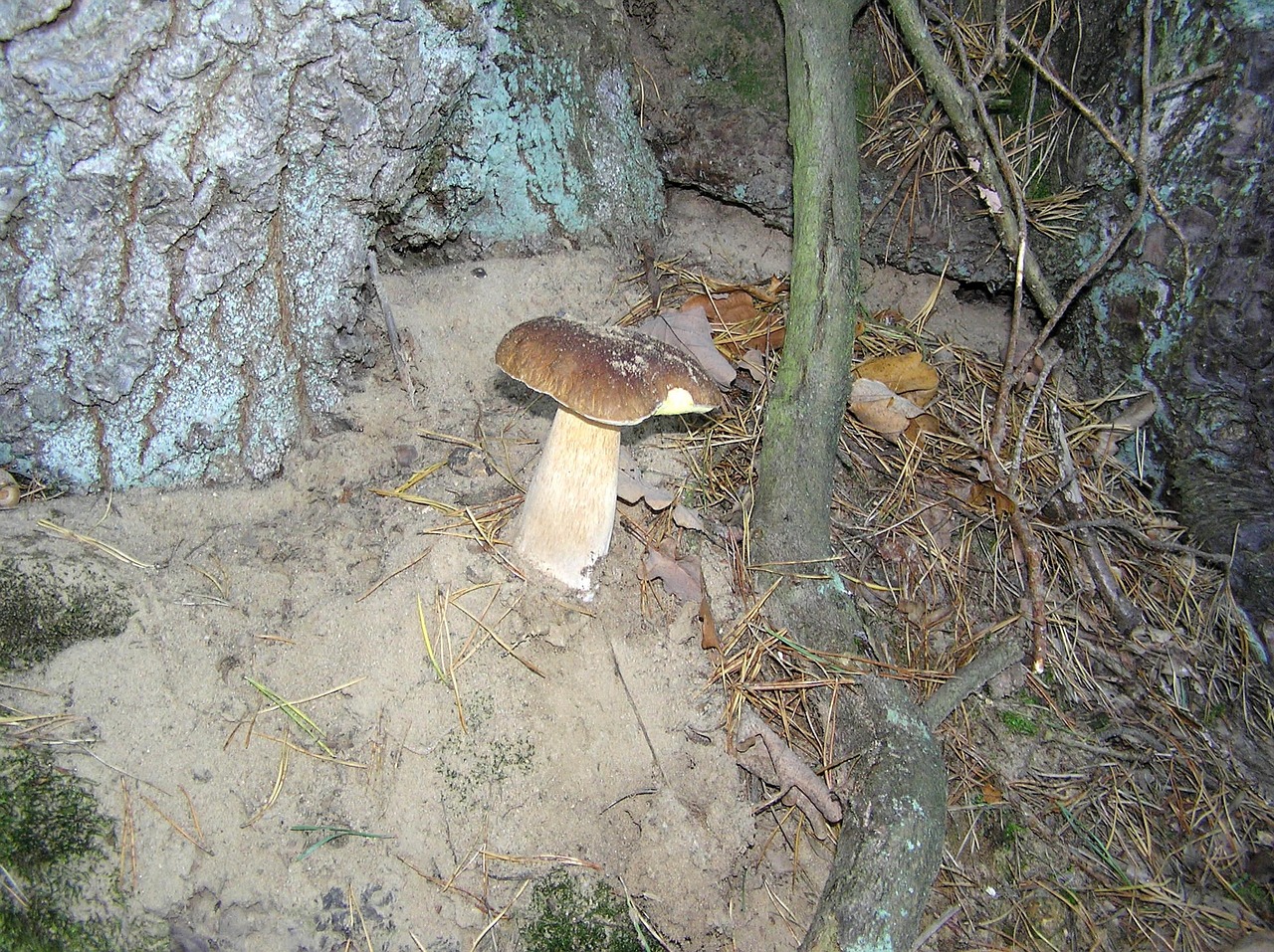 steinilz mushroom forest mushroom free photo