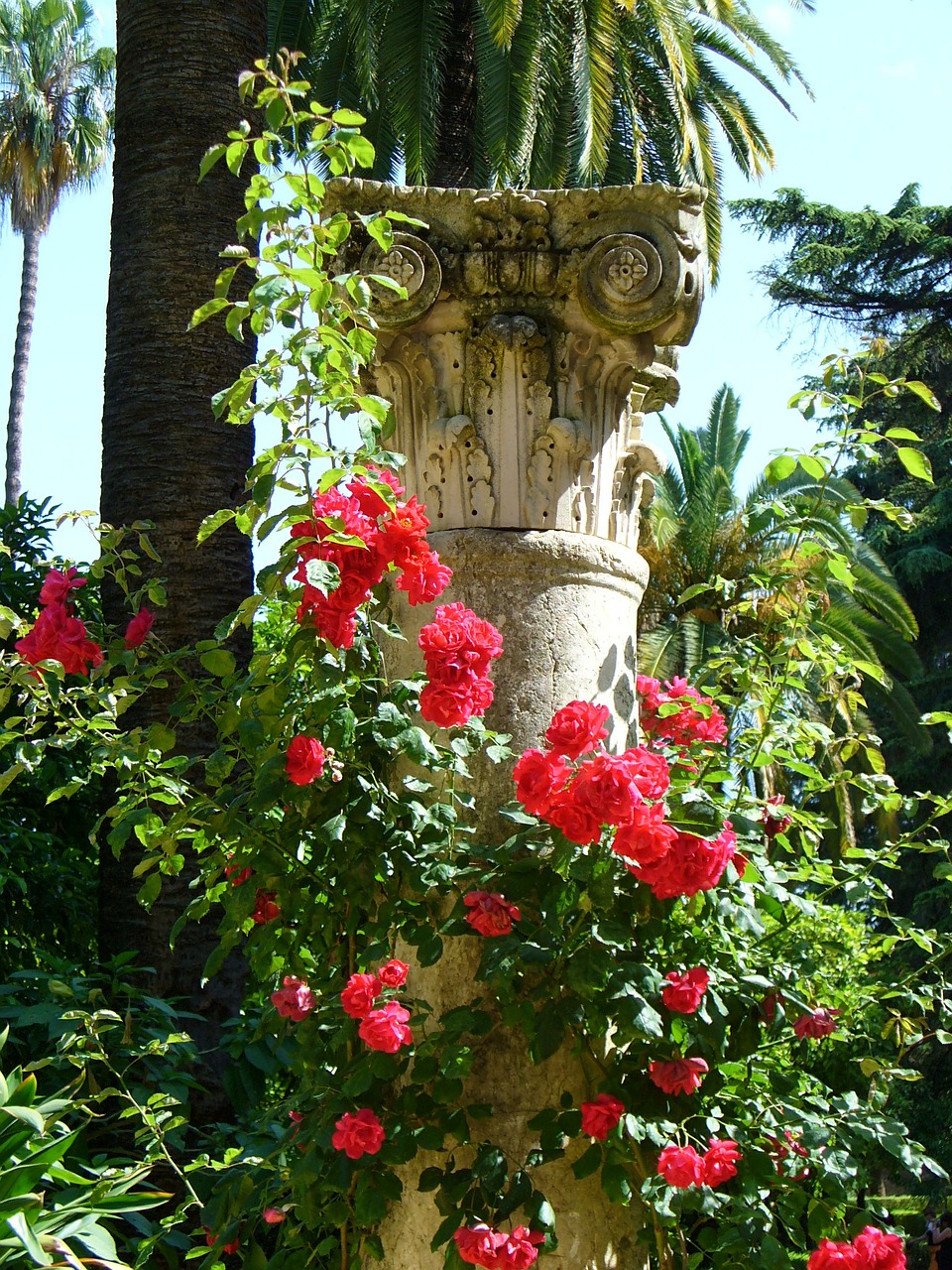 stele roses nature free photo