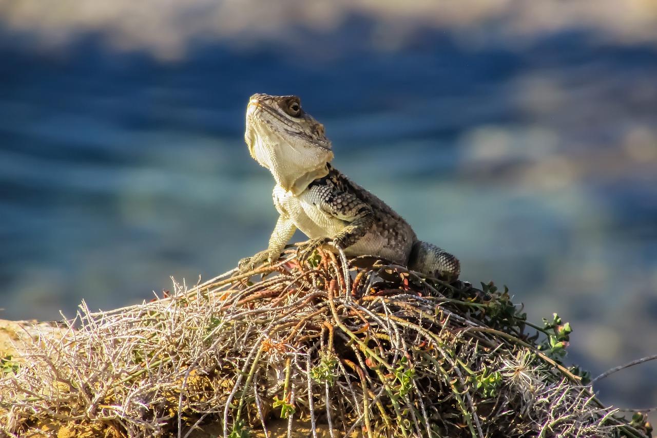 stellagama stellio cypriaca lizard endemic free photo