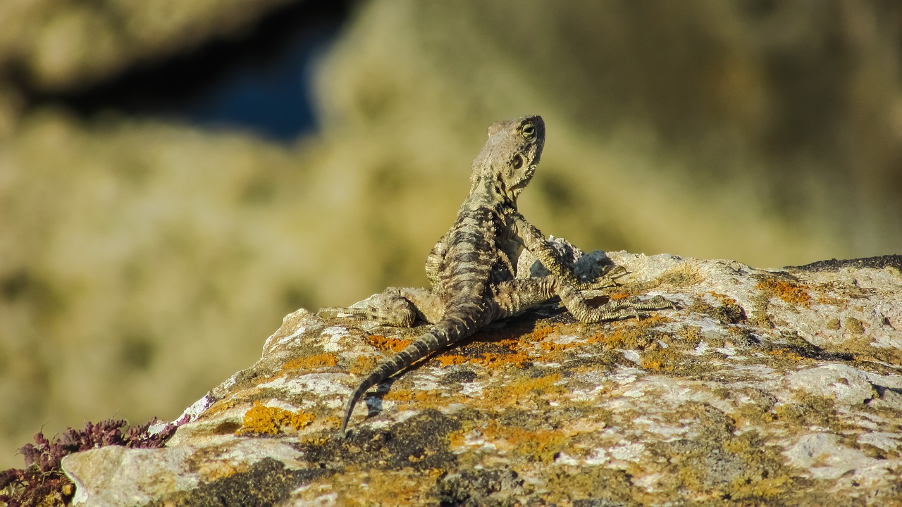 stellagama stellio cypriaca lizard endemic free photo