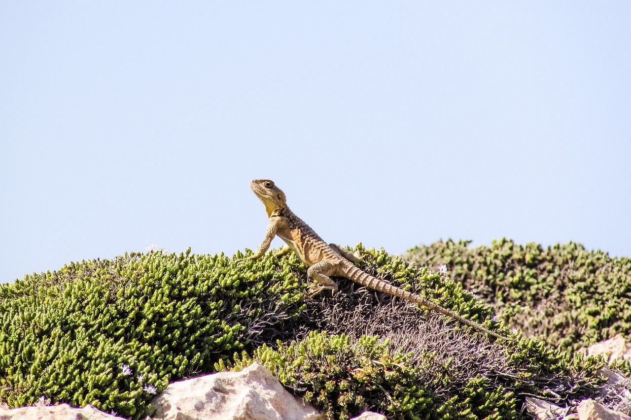 stellagama stellio cypriaca lizard endemic free photo