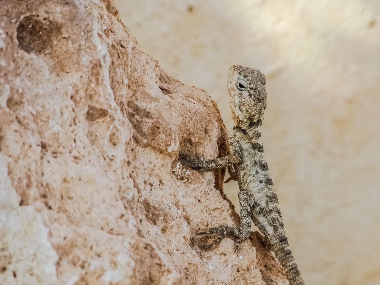 stellagama stellio cypriaca lizard endemic free photo